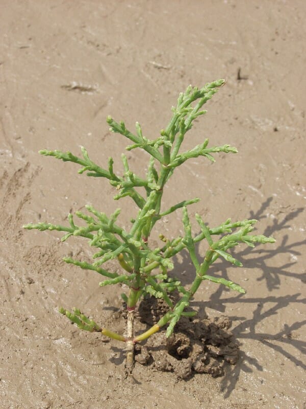 Salicornia Bigelovii