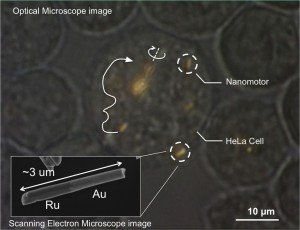 Nanomotores dentro de célula