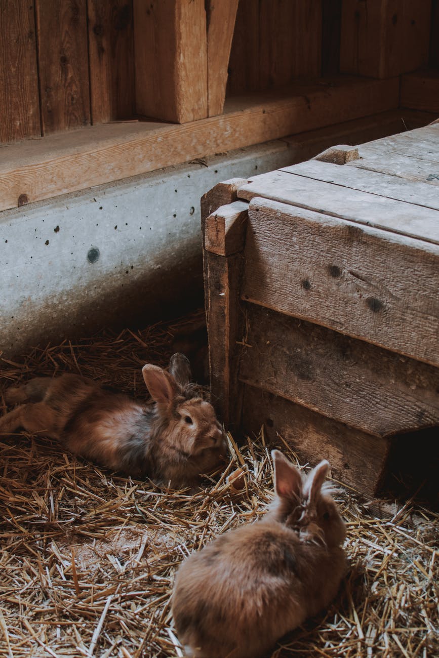 photo of rabbits lying on hay