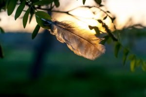 selective focus photography of brown feather