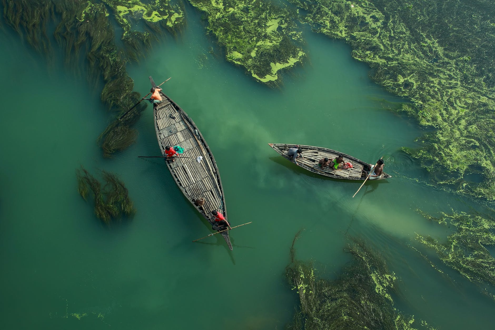 men rowing on boats on an open water covered with algae