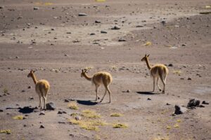 vicunas walking in an arid landscape