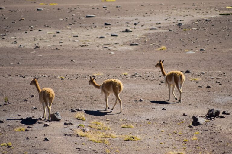 vicunas walking in an arid landscape