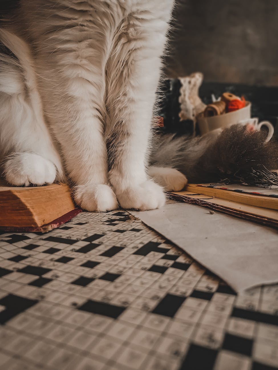 cat paws sitting on a book and crossword puzzle