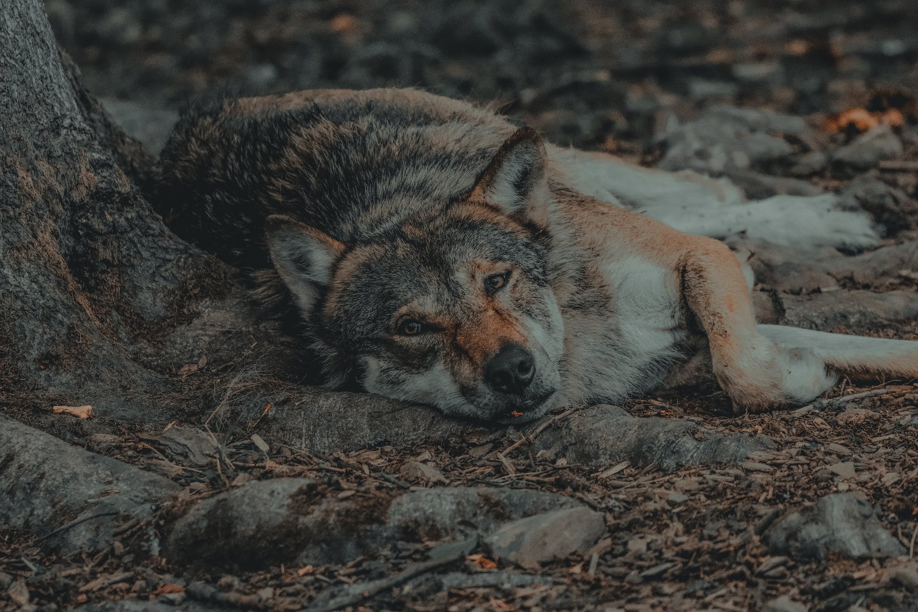 tired wild wolf lying on ground near tree
